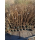 LAGERSTROEMIA bez południa fioletowa - sadzonki 60 / 80 cm